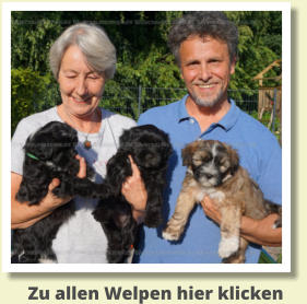 Zu allen Welpen hier klicken