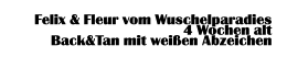 Felix & Fleur vom Wuschelparadies 4 Wochen alt  Back&Tan mit weißen Abzeichen