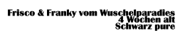 Frisco & Franky vom Wuschelparadies 4 Wochen alt  Schwarz pure
