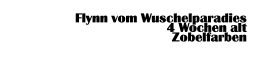 Flynn vom Wuschelparadies 4 Wochen alt  Zobelfarben