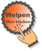 Hier klicken Welpen