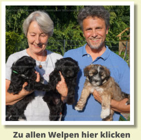 Zu allen Welpen hier klicken