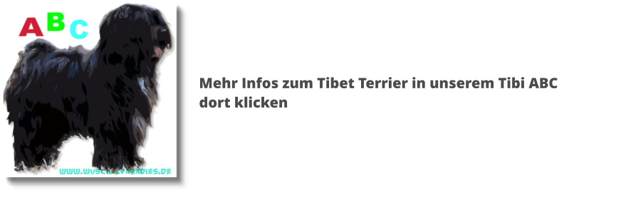 Mehr Infos zum Tibet Terrier in unserem Tibi ABC dort klicken